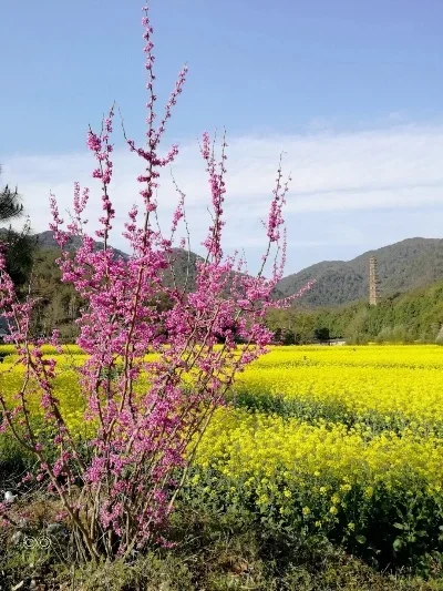 Arrma 1/14 Mojave G…