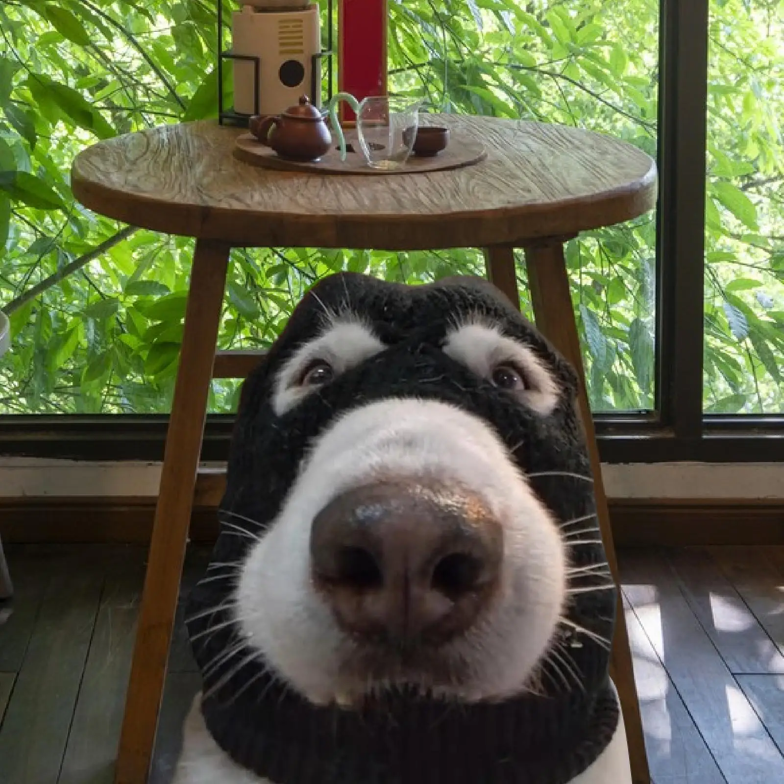 Dog Costume Funny Gangster Noise Protection Windproof Soft Medium Large Dogs