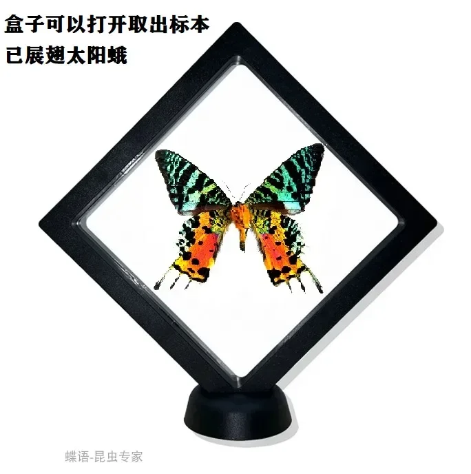 Ghost-faced Moth Sun Moth Specimens Insect Craft Exhibition Decorations Home Decor Home Accessories Home Decoration Accessories