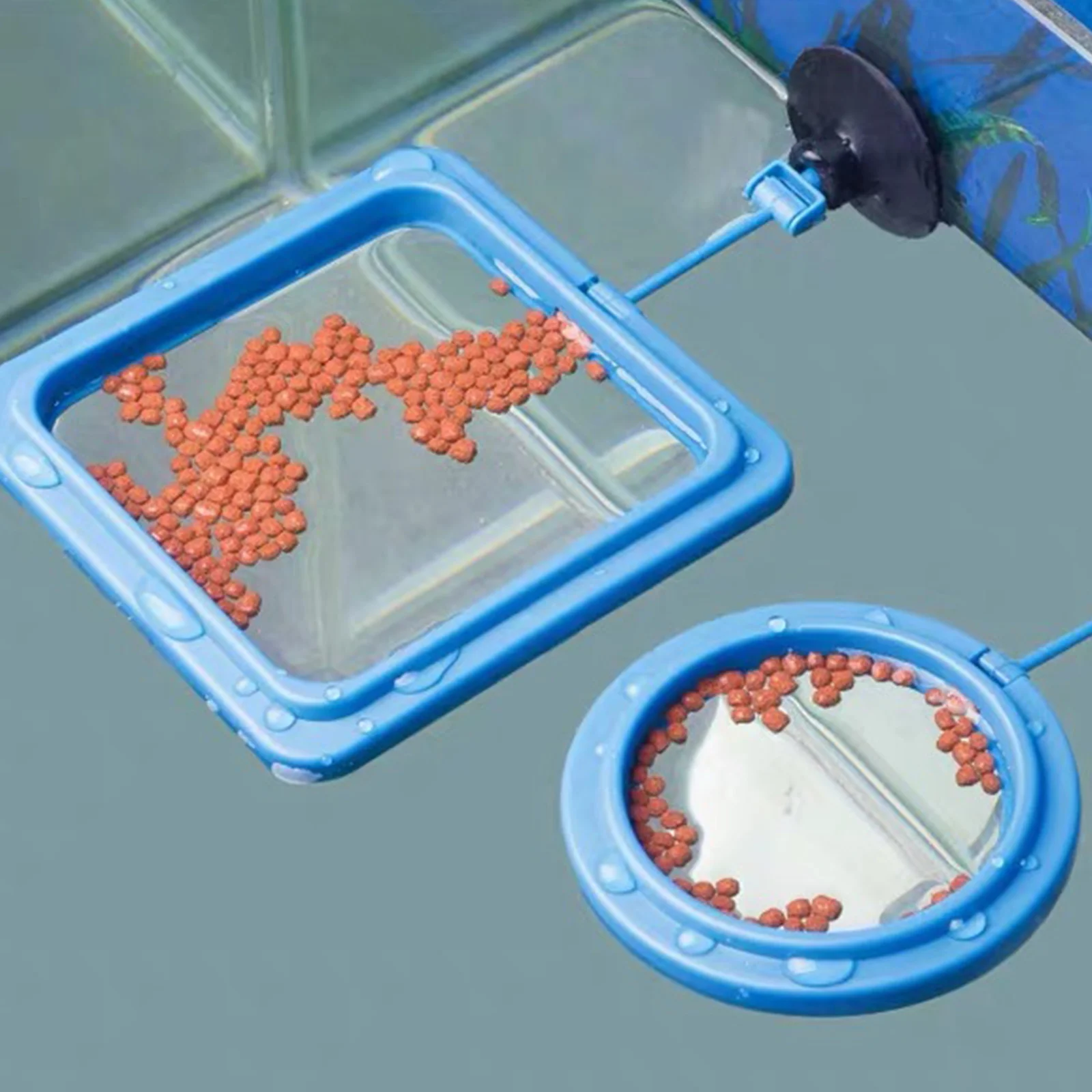 

2Pcs Fish Feeding Rings Suction Cup Floating Food Trays Aquarium Feeder Fish Tank Accessories Suction Cup Aquarium Feeder