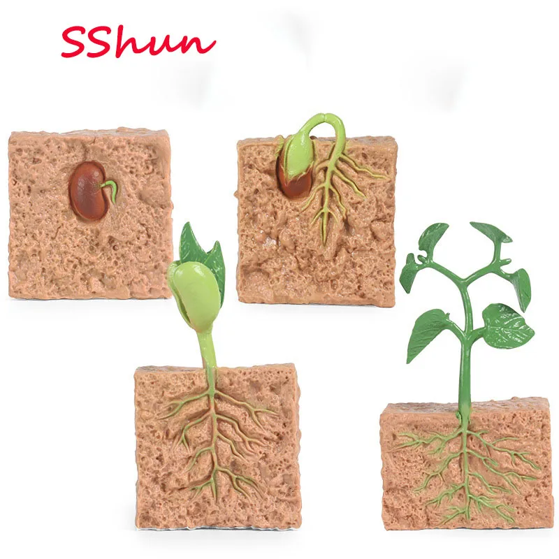 Simulation plant model mini seed growth cycle toy seed growth cycle model set For Children cognition Toys