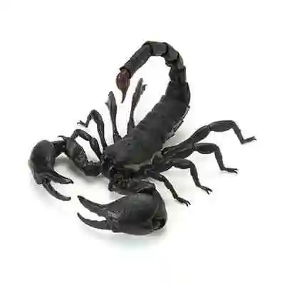 Original Bandai Big Biological Map Spider Caterpilla Gashapon Qversion Movable Insect Action Figure Model Toys Gifts Collection