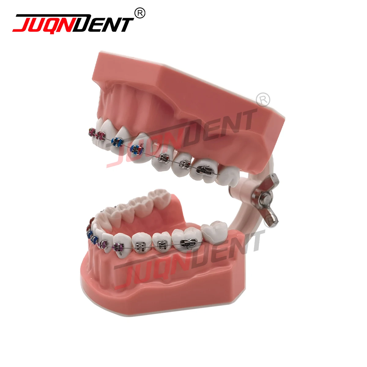 Dental Teeth Model Teaching Model Removable Bracket Demonstration Bracket Demonstration For Dentist Patient Communication
