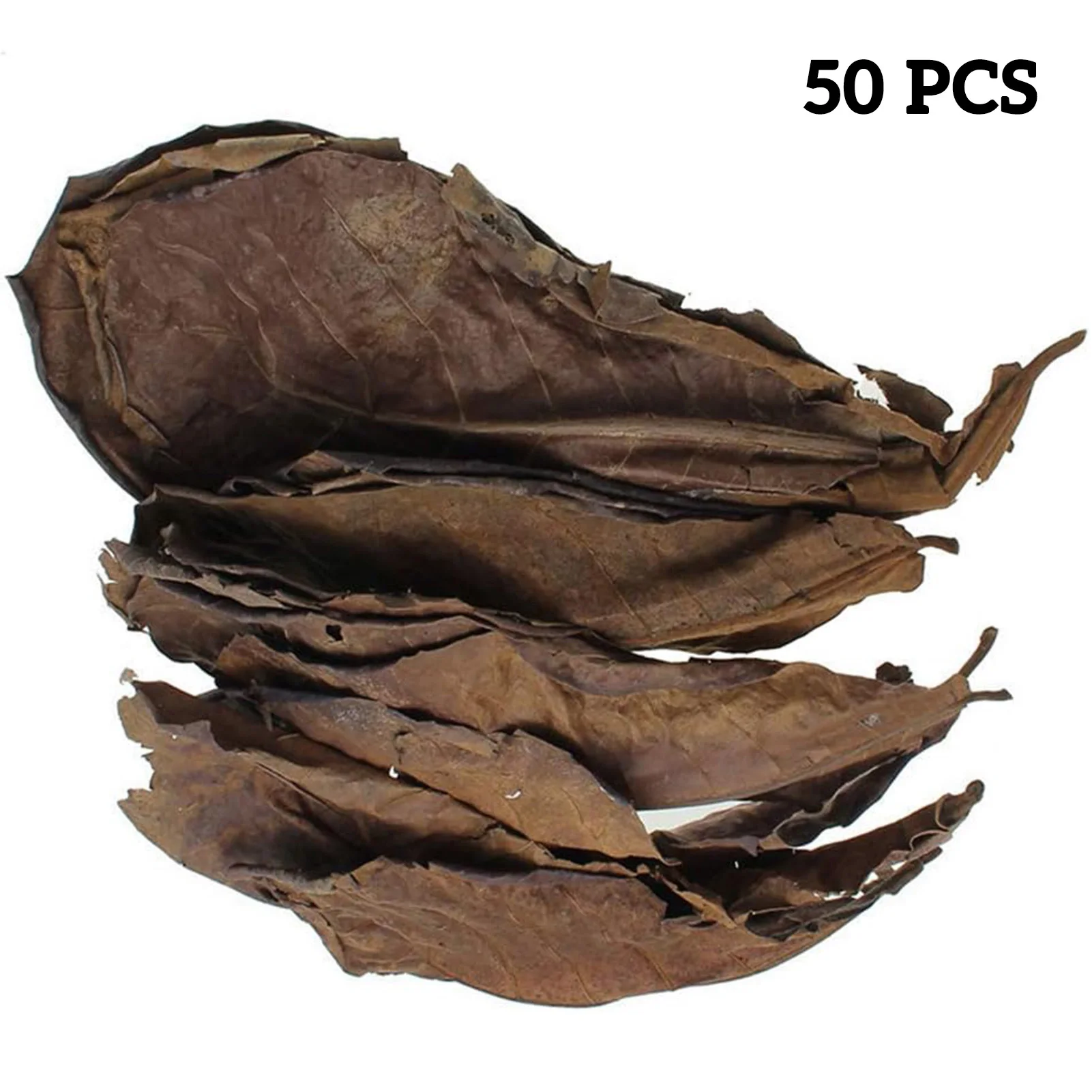 Indian Almond Aquarium Leaves 6