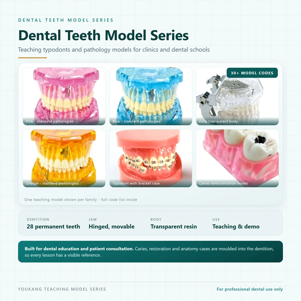 ental Teeth Model Series Removable Teeth Typodont Transparent Resin Jaw Model for Teaching Implant Orthodontic Caries Demo 1Pc
