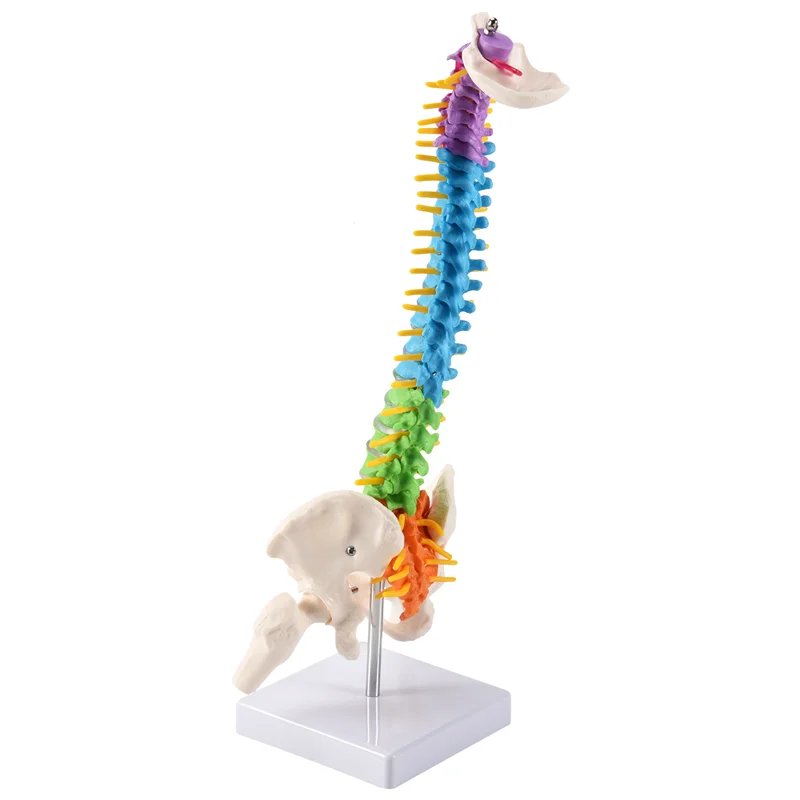 معظم 45 سنتيمتر مع تشريح الحوض البشري التشريحي العمود الفقري العمود الفقري نموذج موارد التدريس للطلاب