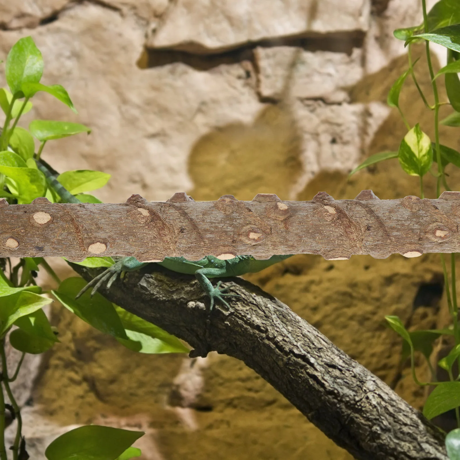 

2Pcs Reptile Climbing Stick Natural Branch Corner Suction Cup Zip Ties Terrarium Habitat Decor Bearded Dragon Snake Lizard