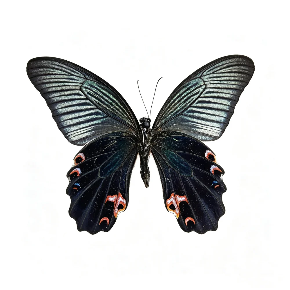 6-100 pcs natural Real Butterflies Specimen (Papilio memnon）Artwork Material Home Decoration DIY