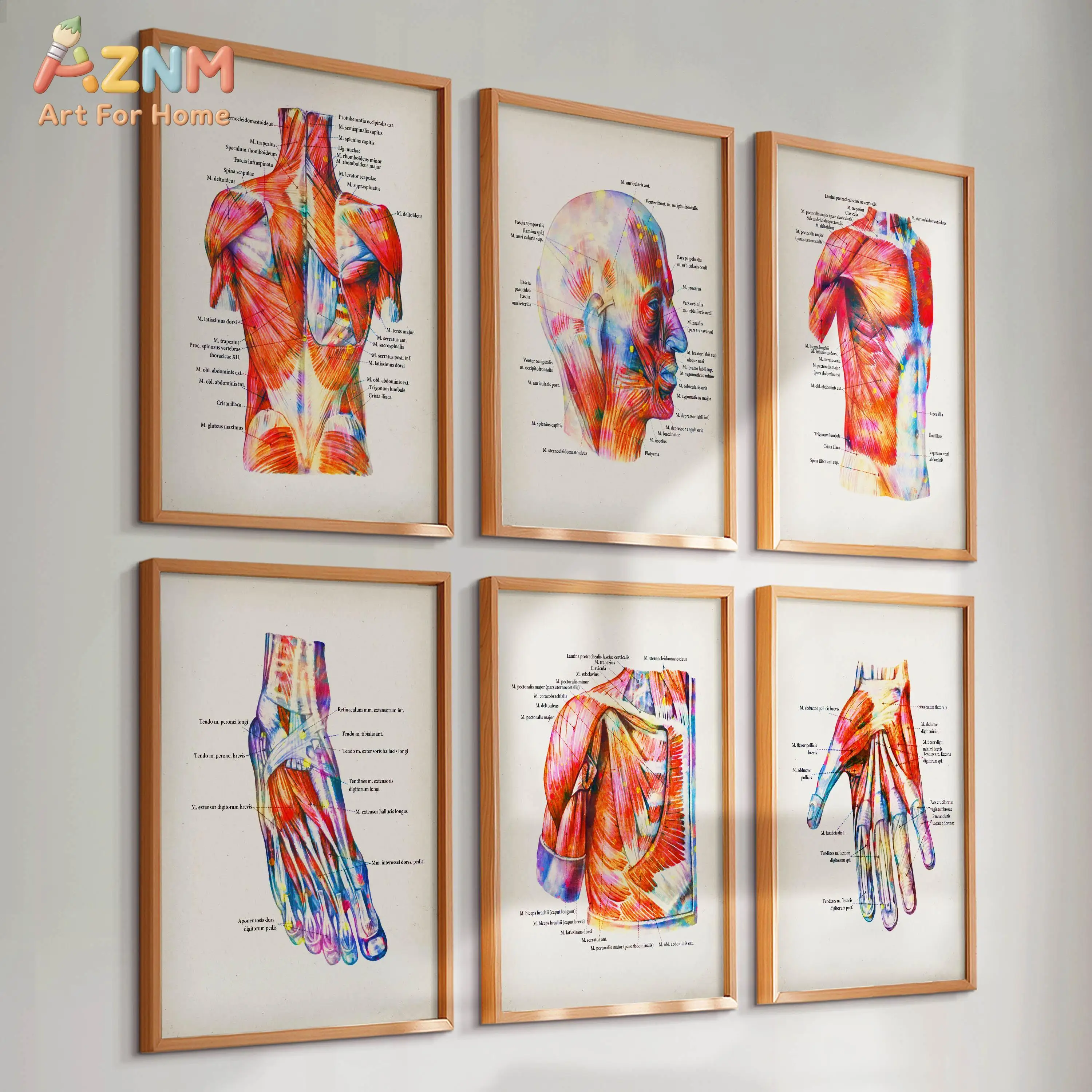 AZNM Watercolor Human Muscle Anatomy Canvas Wall Art Medical Educational Print for Clinic Gym Decor