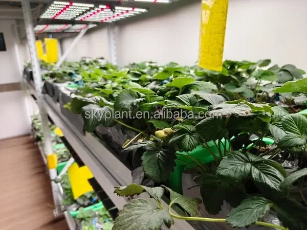 Aquaponic Container Greenhouse: Automated Symbiotic Farming Solutions