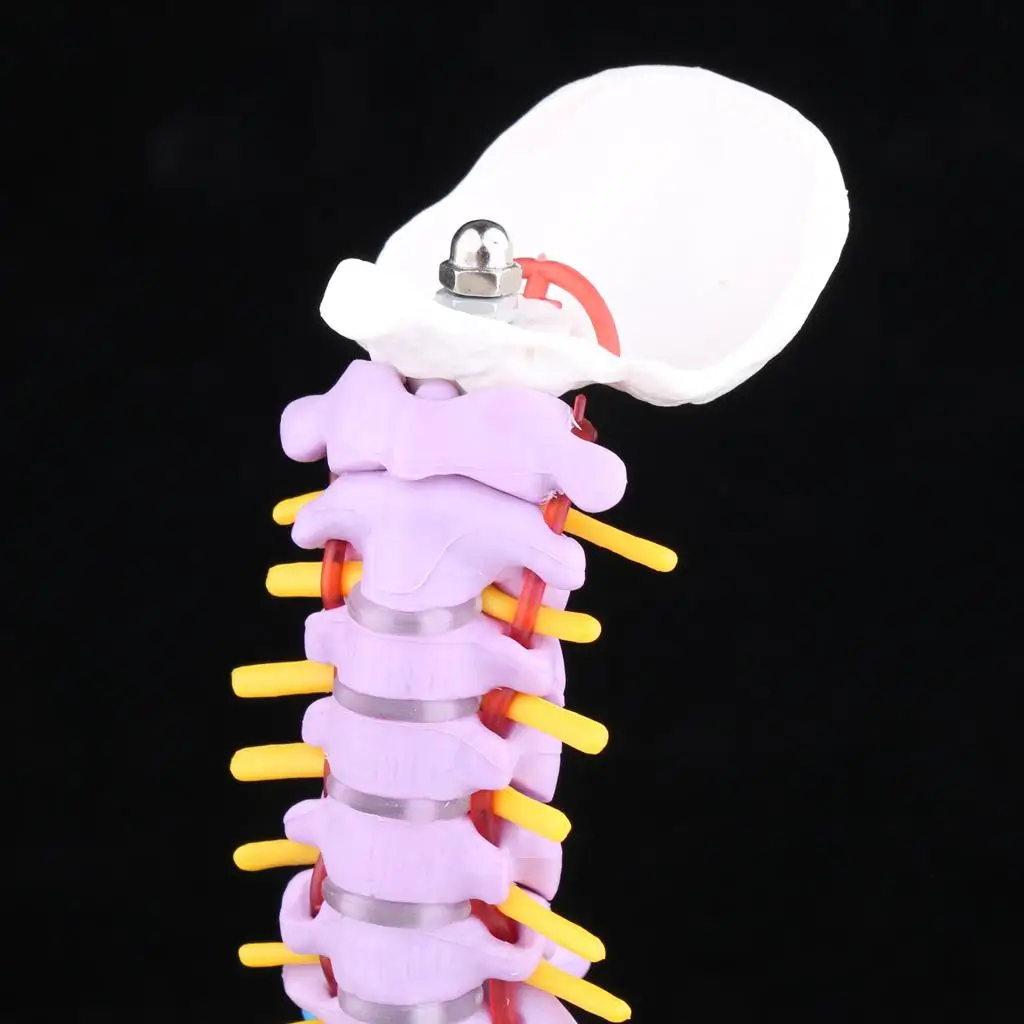 modello-anatomico-della-colonna-vertebrale-umana-in-pvc-con-rappresentazione-della-pelvi-e-delle-teste-delle-femori-strumento-didattico-per-laboratori-e-aule-scolastiche
