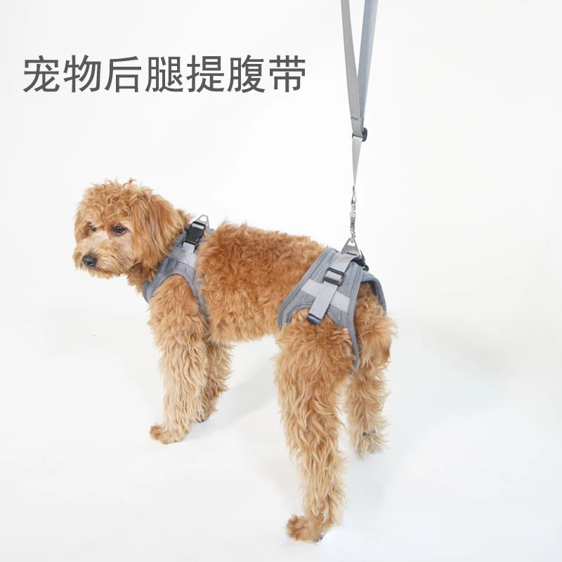 老犬-老犬後脚ストラップ-障害者-傷害者-老犬補助ストラップ-後脚リハビリテーション-エクササイズベルト