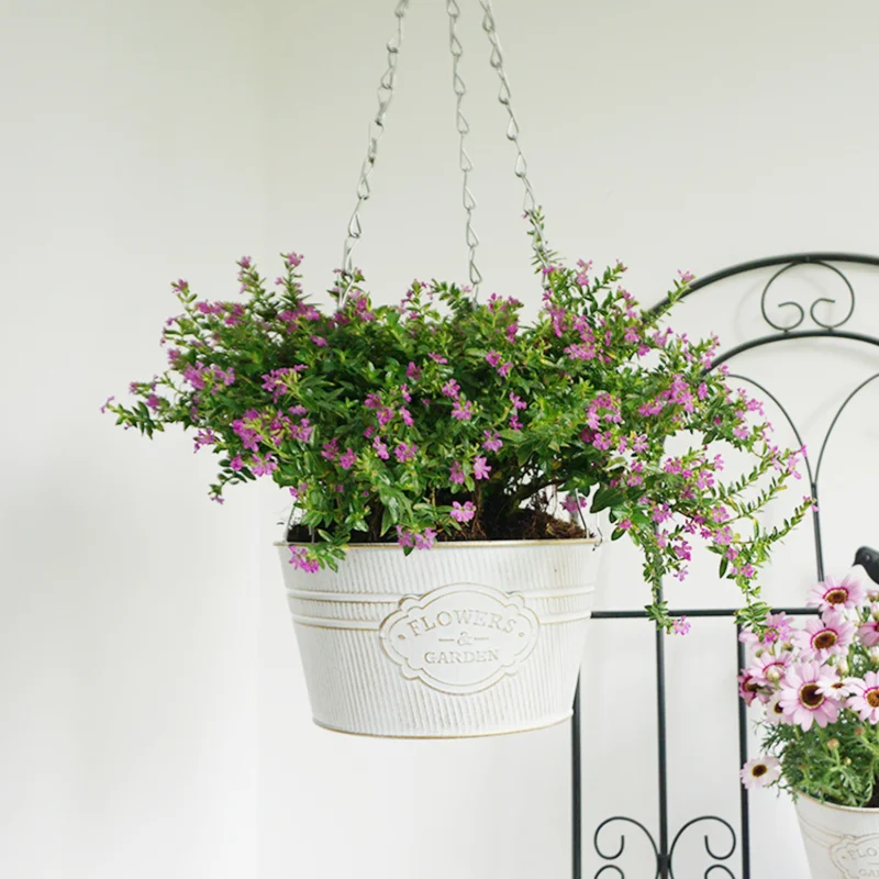 Spider Plant Hanging - Hängende Pflanzgefäße aus Schmiedeeisen, Hydrokultur-Pflanzen, Hängende