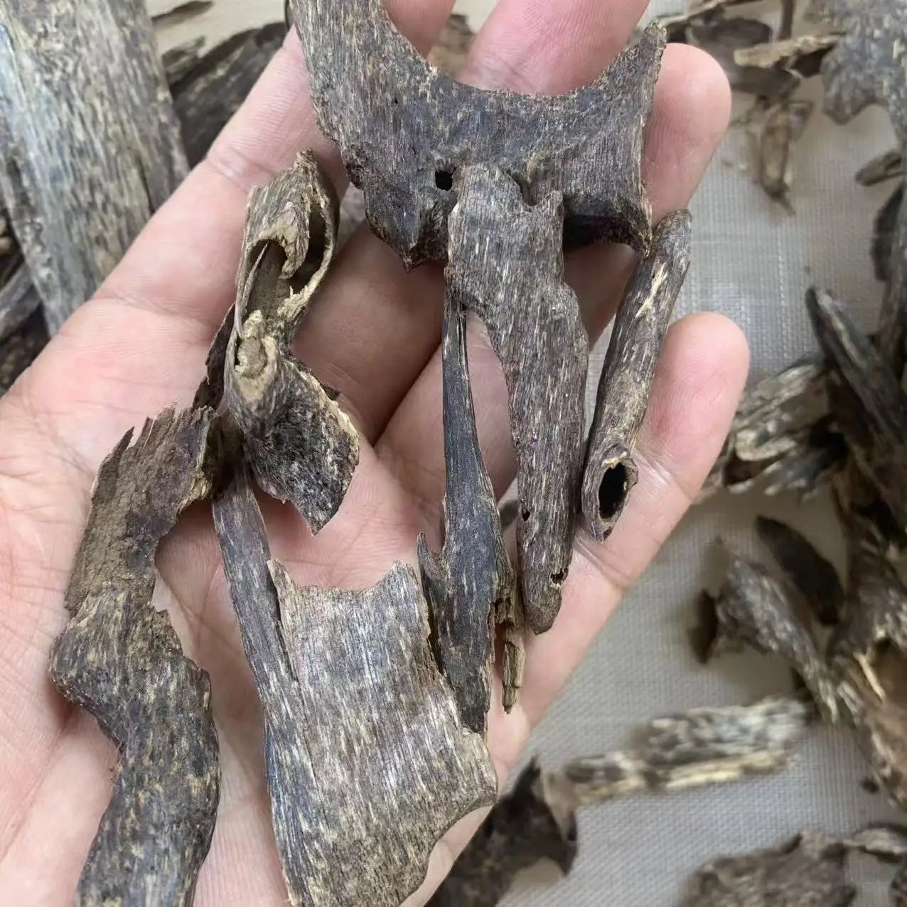 المحافظ الكمبودي النمل العود الكمبودي العربي عود بخور رائحة حلوة للغاية عند حرق