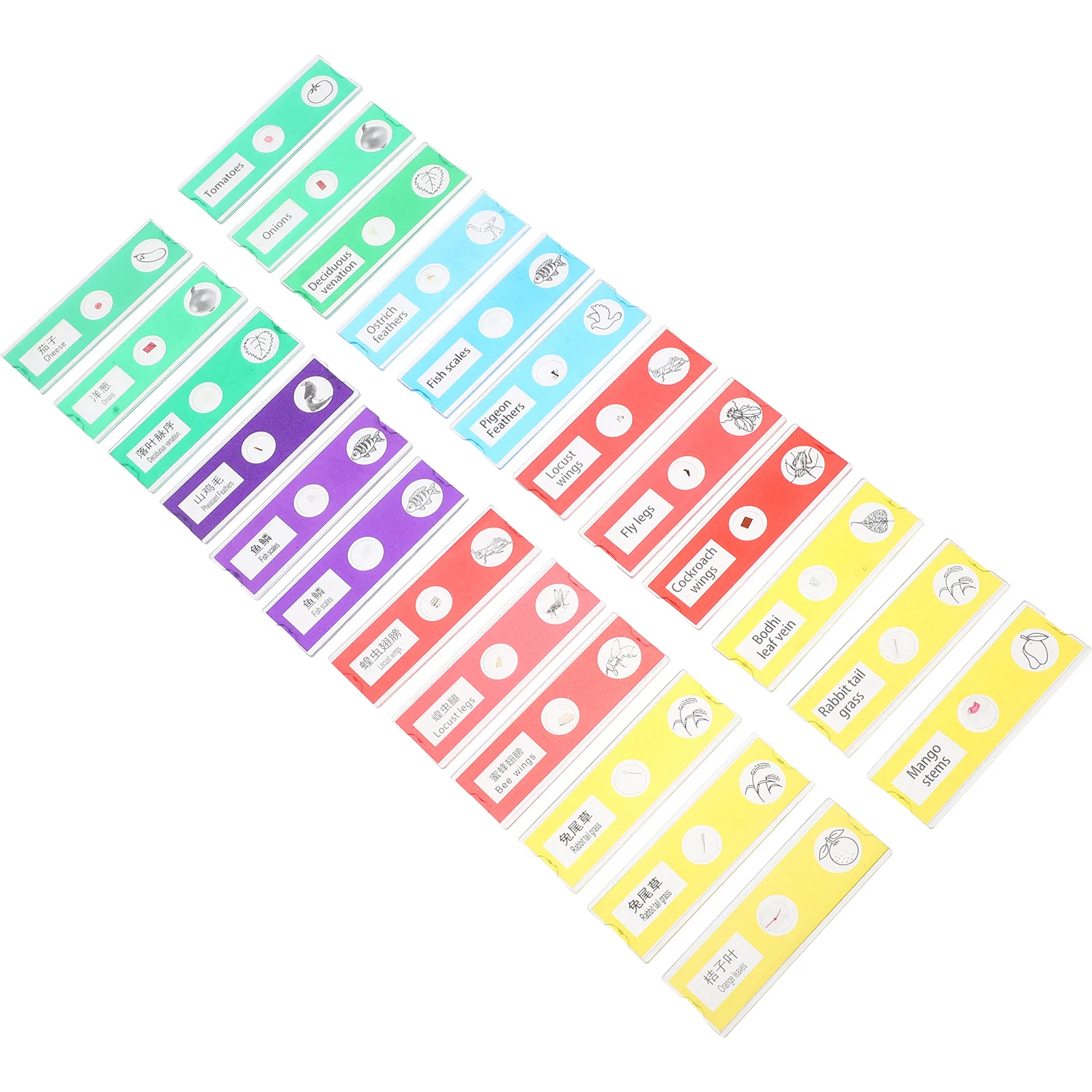 

24pcs Children'S Science Microscope Slide Kit Bilingual Labels For Animals Insects Plants Specimens Durable Plastic Prepared