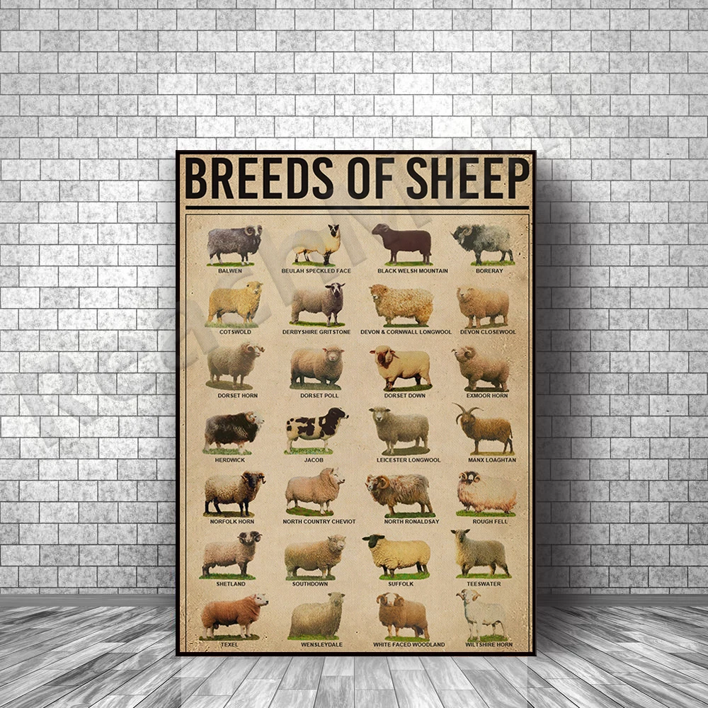 Breeds of Sheep Canvas Poster Animal Breeding Lover Birthday Christmas Housewarming Gift Home Decor