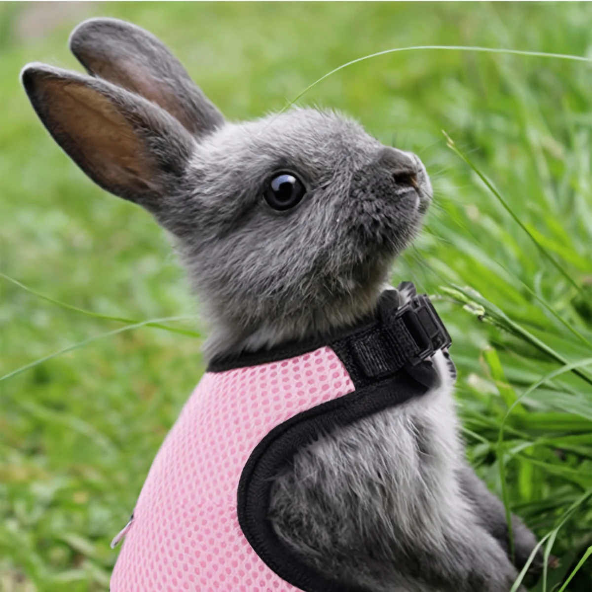 1-Piece Rabbit Harness and Leash Set - Adjustable Rabbit Vest, Suitable for Kittens and Puppies, Breathable Mesh Soft Harness, Ideal for Training, Veterinary Visits, and Outdoor Walks - Comfortable Restraint Design, Specially Designed for Rabbits, Available in Two Colors