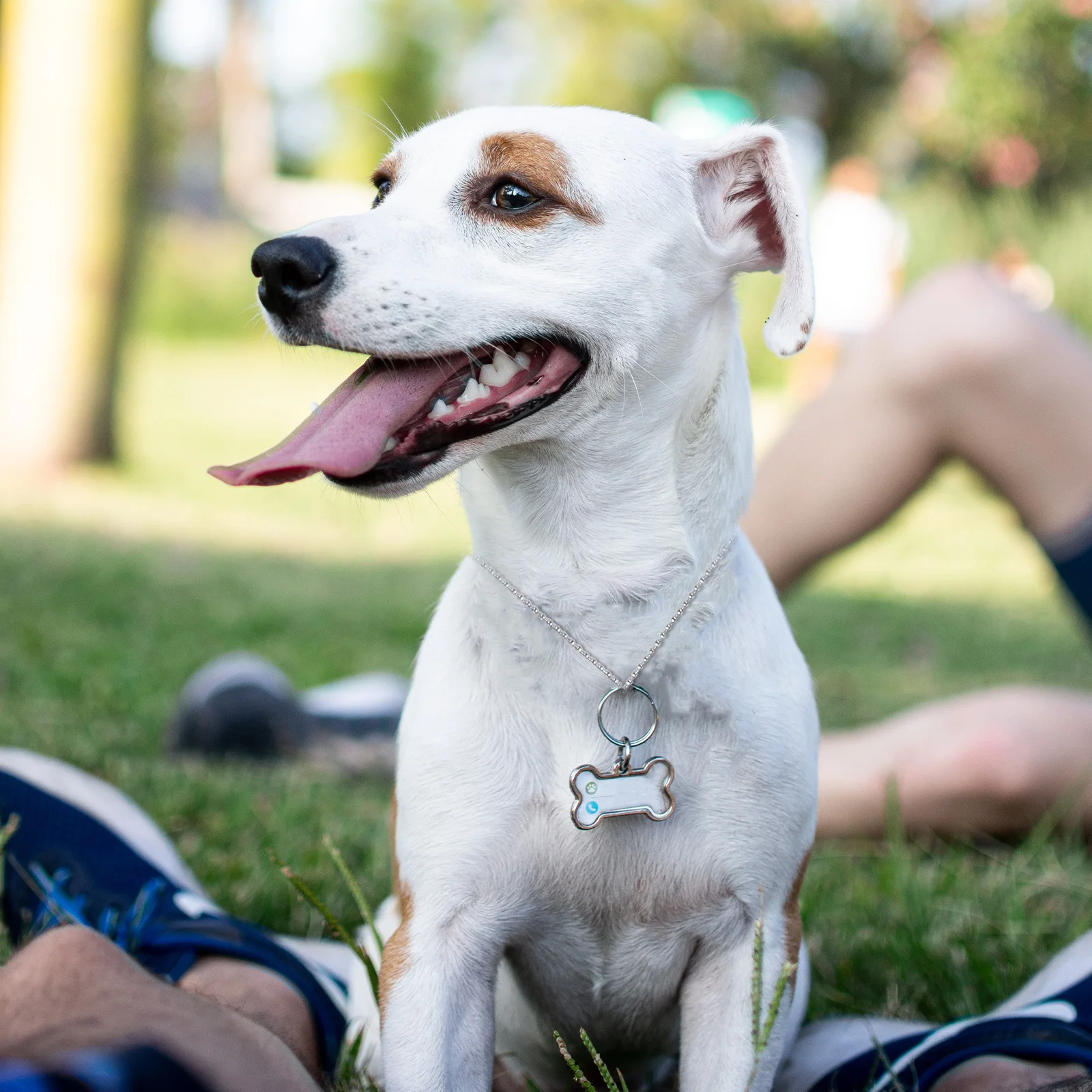 

5Pcs Alloy Pet Chain Necklace No Nickel Allergic Reactions Adjustable Length Dog Tag Ball Chains Dog Tag Chain