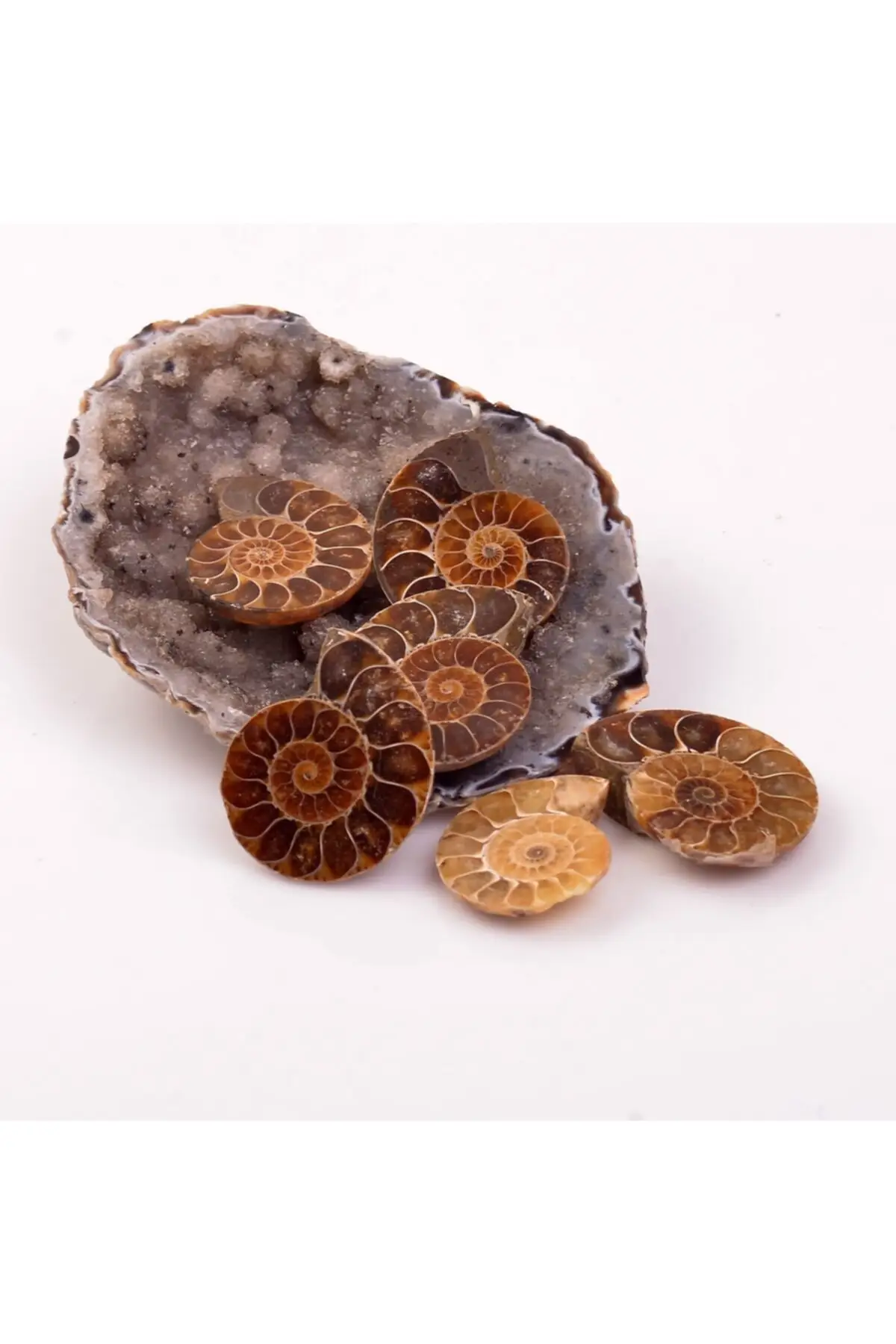 Ammonite Stone Fosil