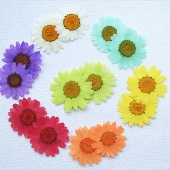 Dried Daisy Flower Pressed Plants, Epoxy Resin Pendant Necklace, Jewelry Making Craft, DIY Accessories, 1080 Pcs