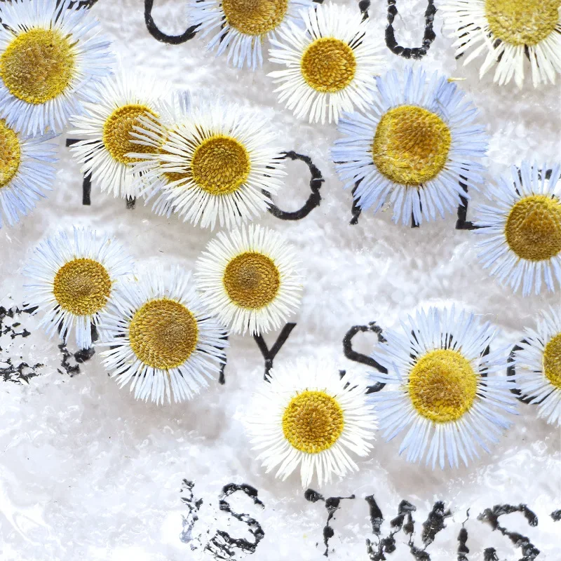 1.5-2.5CM/24PCS,Pressed Erigeron annuus Dried flower petals,DIY hand-painted bookmarks photo frame jewelry aromatherapy candle