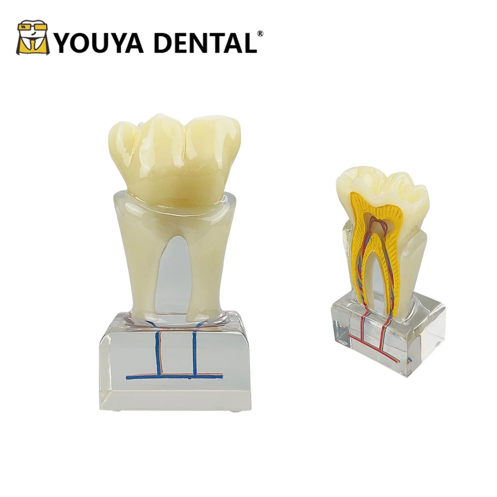 

Dental 3D Teeth Anatomy Teeth Model Teaching Studying Dental Anatomical Model for Dentist Patient Education Demonstration Tool