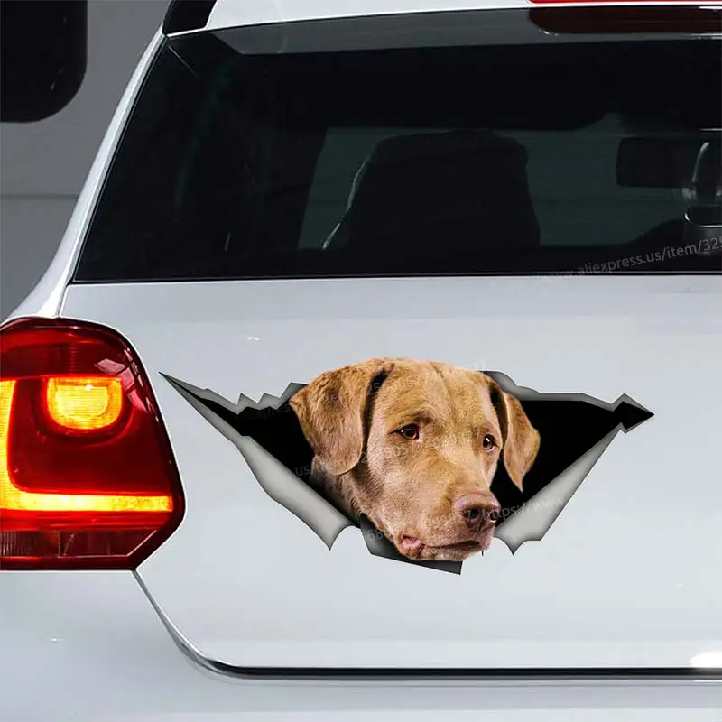 

Chesapeake Bay retriever Dog Animal Car Sticker Waterproof Vinyl Decal on Bumper Rear Window Laptop Self-adhesive Decal SH143