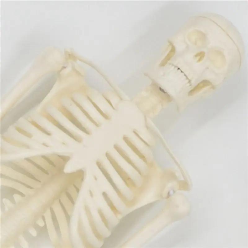 Superior-3X 45CM Human Anatomical Anatomy Skeleton Model Poster Learn Aid Anatomy Human Skeletal Model
