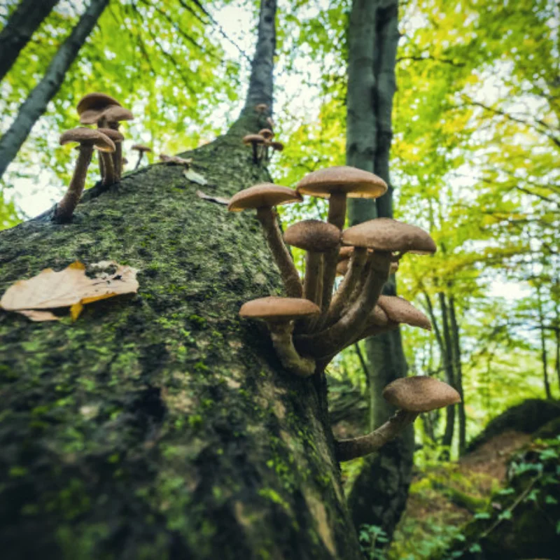 

ENRON 4P Modified Extended 7mm Wheel Hex Hub & Pins 8.5MM Thickness Upgrade for RC Adults Crawler 1/24 Axial SCX24 90081 C10