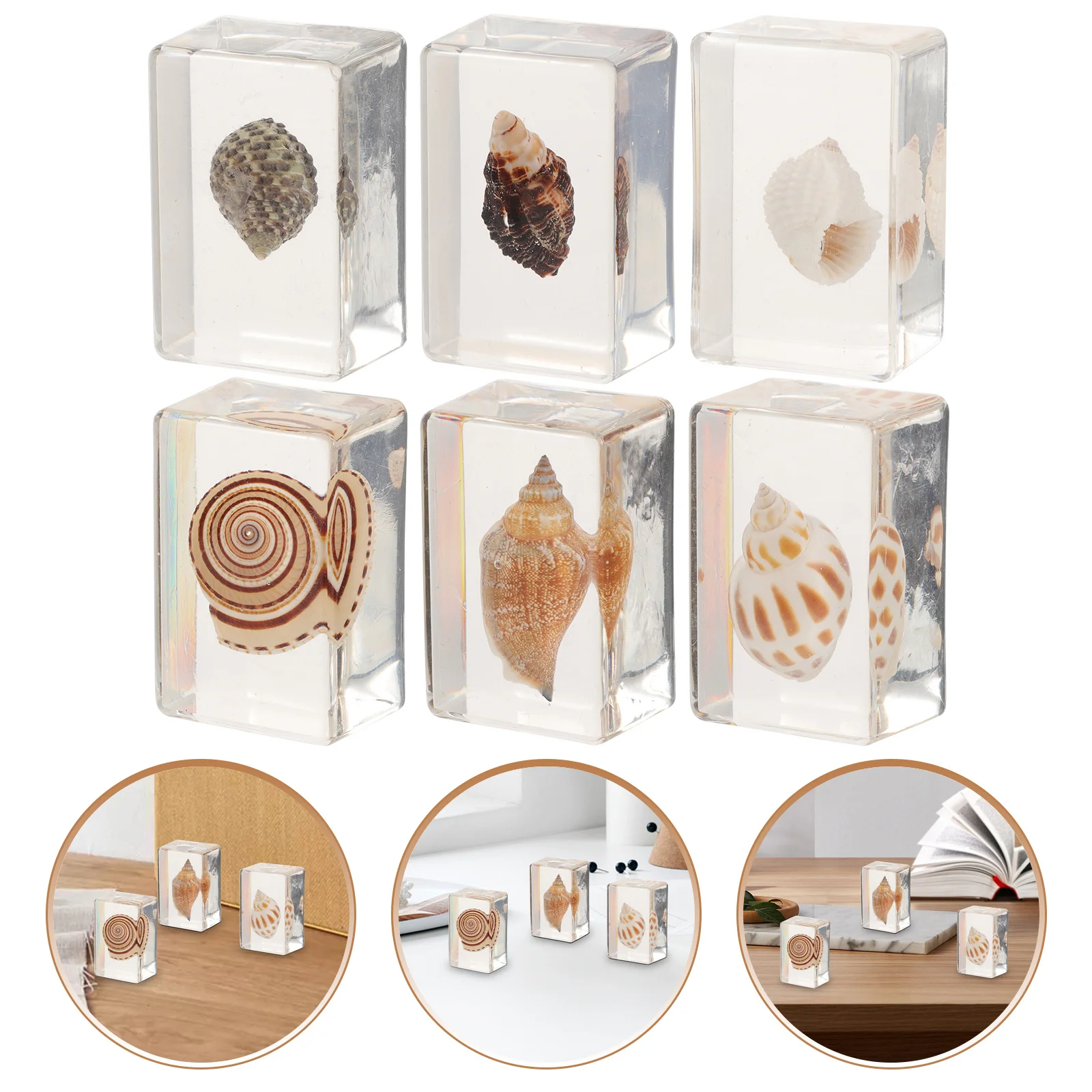 

6Pcs Marine Biological Specimen Resin Paperweight Seashell Desktop Decor Exquisite Resin Ornament Indoor Table Decoration