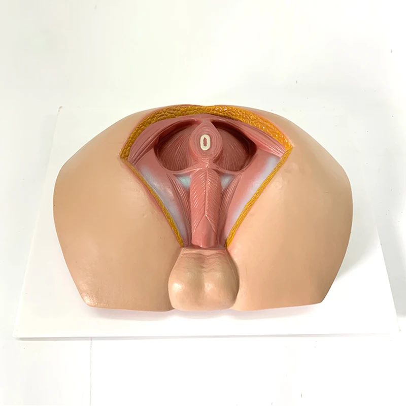 Male Perineum Model Perineal Area Pelvic Blood Vessels Muscles Genitalia and Anus Anatomical Model Educational Tool