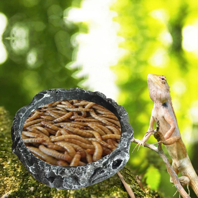 Reptile Bowl Turtle Water Dish Round Food Bowl Resin Escape Proof Feeder for Small Medium Size Pet Lizard Leopard Gecko