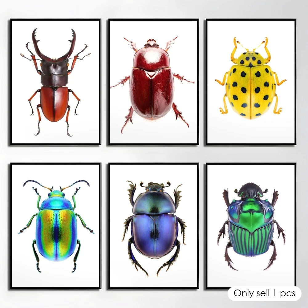 

Beetle Specimen Poster HD Art Mural Wallart Waterproof Vintage Print Decor for Home Decoration DIY Durable