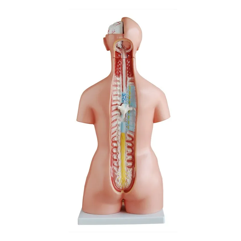 Dual Sex Human anatomy 85CM (23parts) Torso model