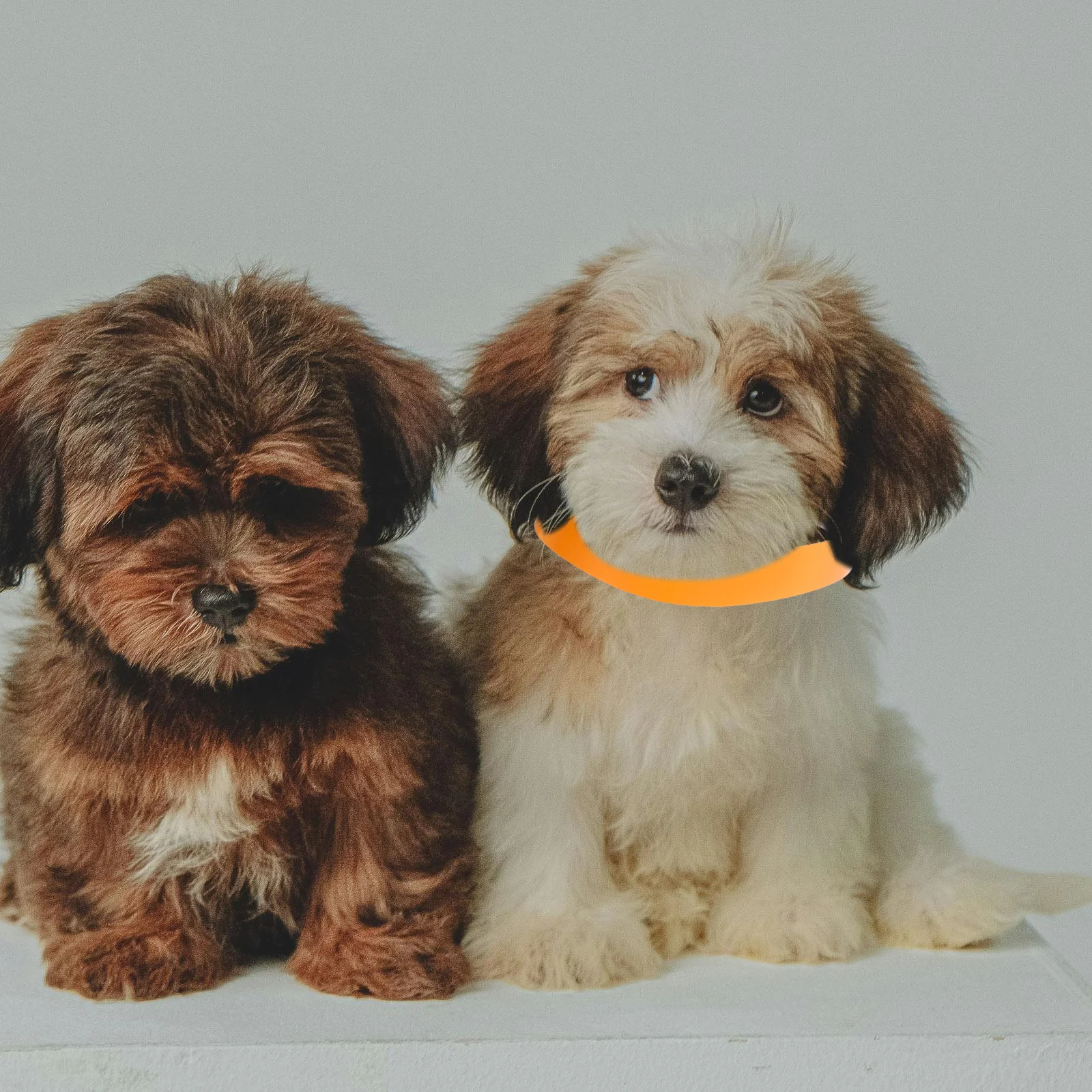 100 Uds. Collares de identificación para cachorros, bandas de identificación ajustables para mascotas, etiquetas de arena, Collar para perros pequeños, Collar para cachorros pequeños