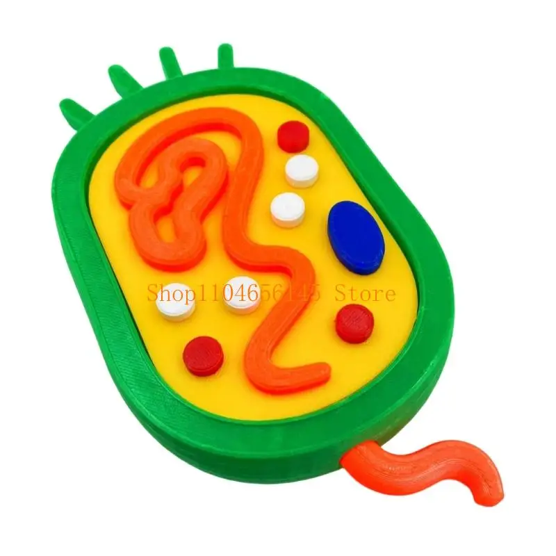 5asd Anatomical Animal and Plant Cell Comparison Model For Classroom Lab Education