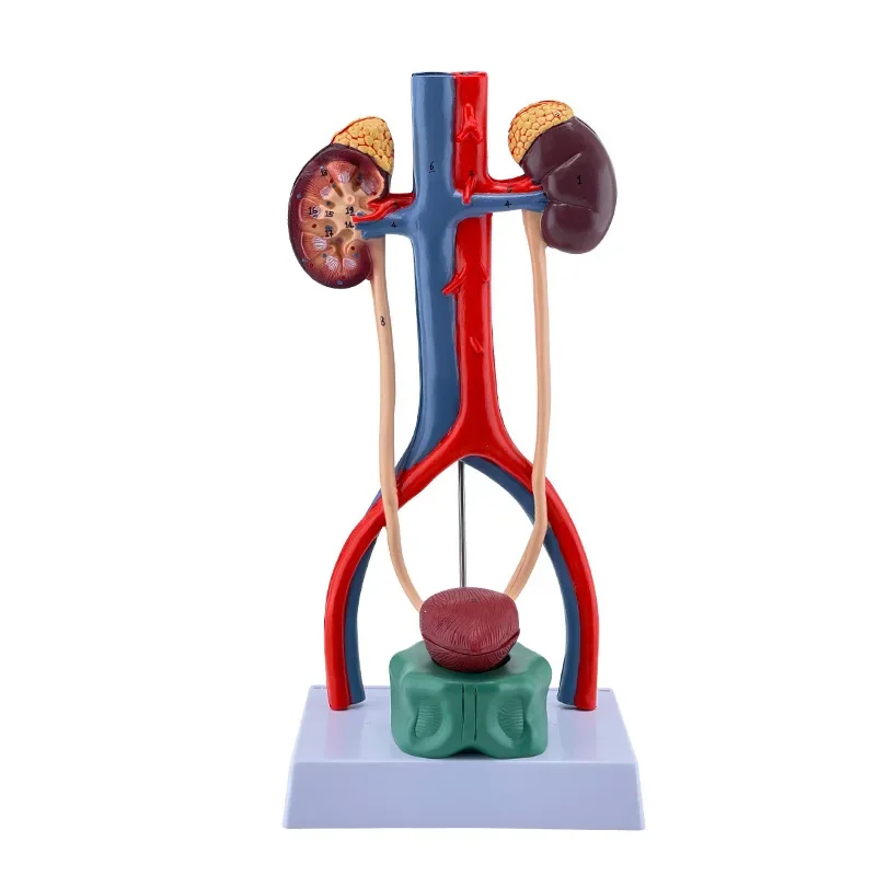 Three Dimensional Teaching Resources for Anatomy of Kidney Ureter Bladder Urethra in Human Urinary System Model