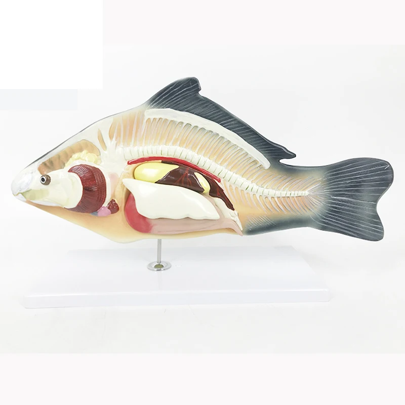 High-Quality Life Size Fish Anatomical Model - 3D Simulation Biological Plastic Model for Medical Display & Educational Use