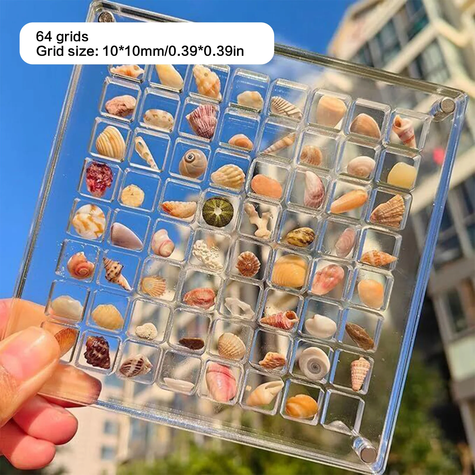 

36-100 Grids Jewelry Display Box Acrylic Magnetic Seashell case Organizer Compact Portable for Beach Shells storage Gifts