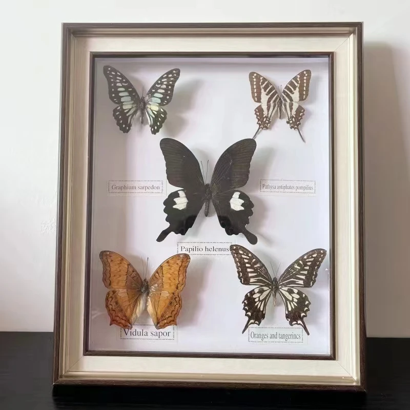 

1 set of 5pcs Real Specimen butterfly specimen photo frame craft gift home decoration decoration home decoration