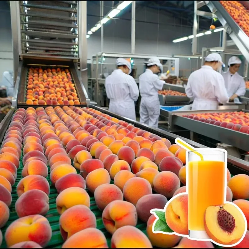 

Automatic Peach Juice Processing Equipment Production Line Fruit Juice Washing Crushing Pulping and Refining Sterilizing Machine