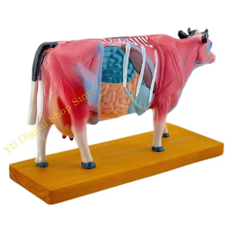 96BA Animal Anatomy Model Cattle Anatomy Model Organs Teaching Prop