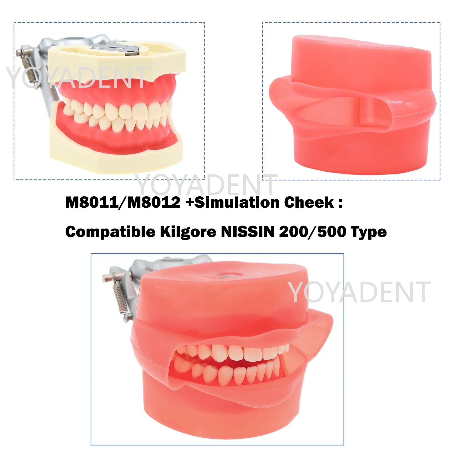 Model dentystyczny Model dydaktyczny Fit Kilgore NISSIN 200/500 typ symulacja policzka ze zdejmowanym zębem 28/32 szt. do treningu praktycznego