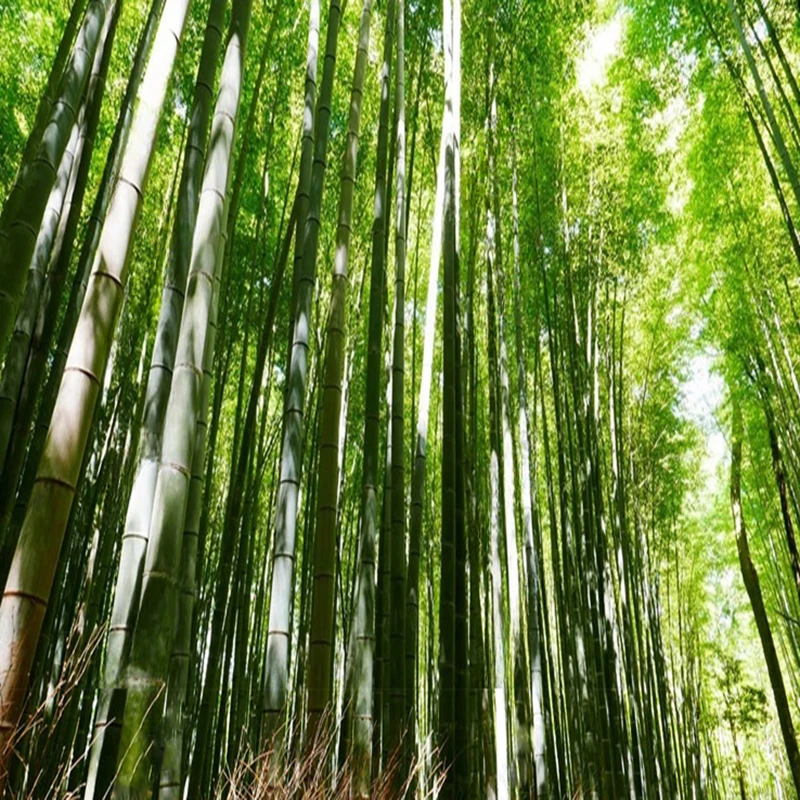 Custom Bamboo Forest Wall Mural Nature Scenery Personalized Wallpaper Decor Wall Papers for Living Room Bedroom Background