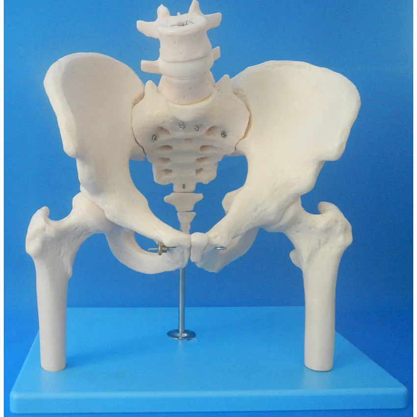 

Pelvis Model with Lumbar Spine and Femoral Head &High Quantity skeleton Pelvis Model