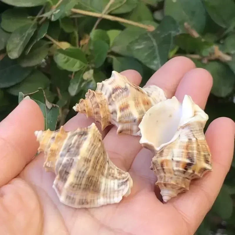 4PCS Conch Shell Angular Rock Conch Shellfish Hermit Crab Replacement Shell Aquarium Fish Tank Landscaping Decoration Ornaments