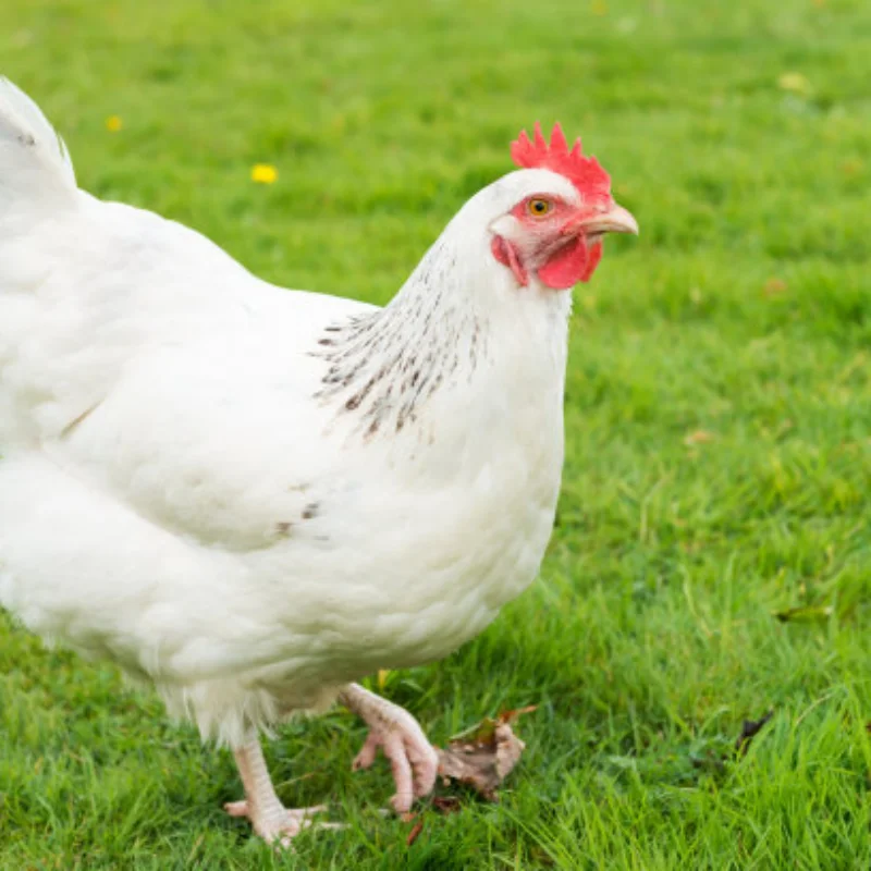 1 Set Dikker Uitlaatpijp HSP 94122/94166/94106/BQ001 Baja Motor Onderdelen Upgrade Voor 1/10 Schaalmodellen Nitro RC Auto