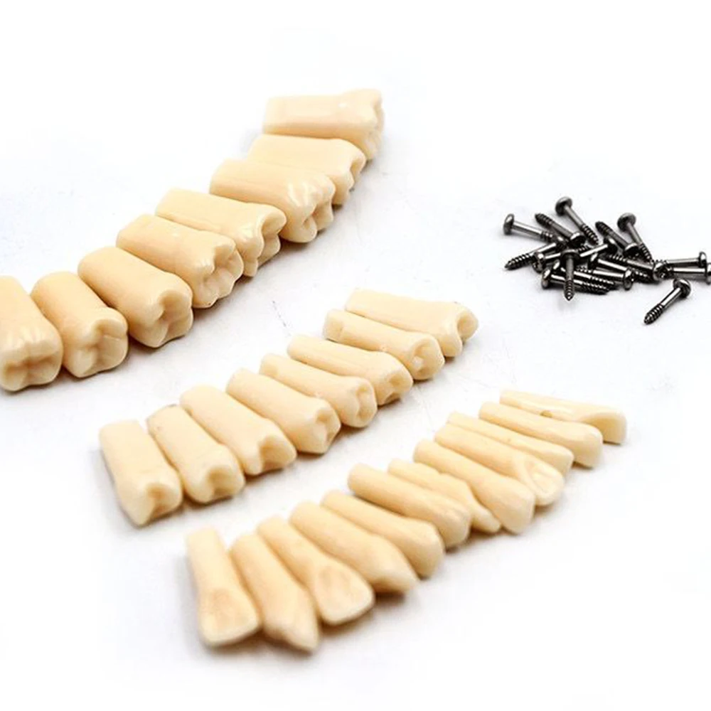 28pcs denti in resina dentale Typodont modello di ricambio per denti modello di insegnamento simulazione denti materiali per odontoiatria per l'esame del dentista