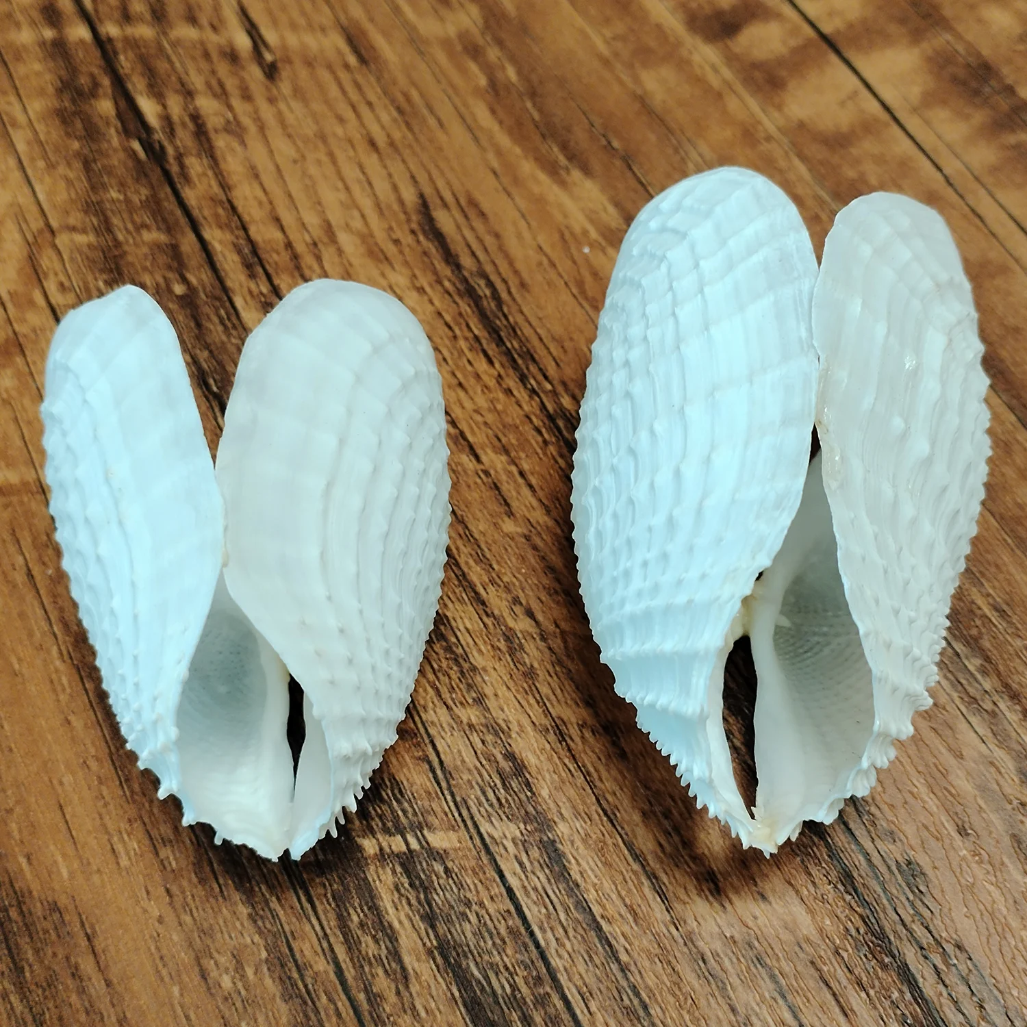 Barnea Dilatata Shell Natural Seashell Perfect for Fish Tank Wedding Home Decor Beach Theme Party Conch Collection