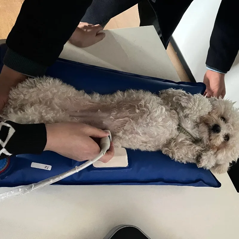 

100*60CM Vacuum Positioning Mat Dog-Friendly Product